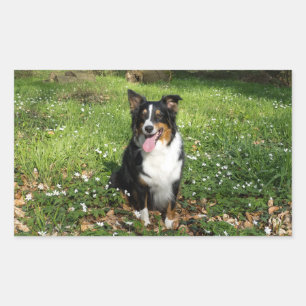 Adesivo Retangular Miniature American Shepherd Preto Tri Sentado