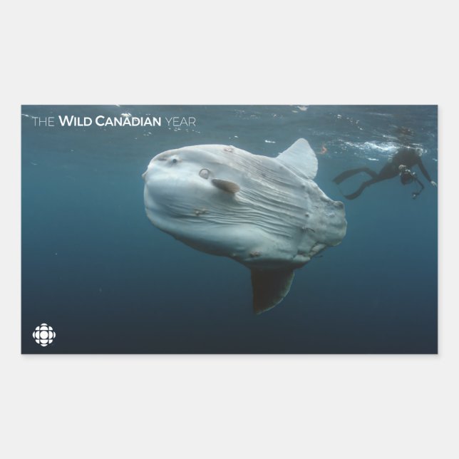 Adesivo Retangular Mola Mola (Frente)