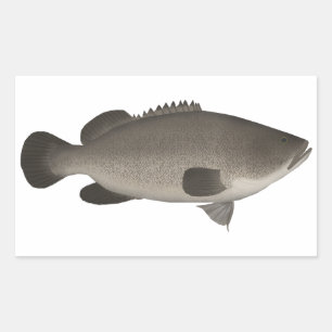 Adesivo Retangular Murray Cod