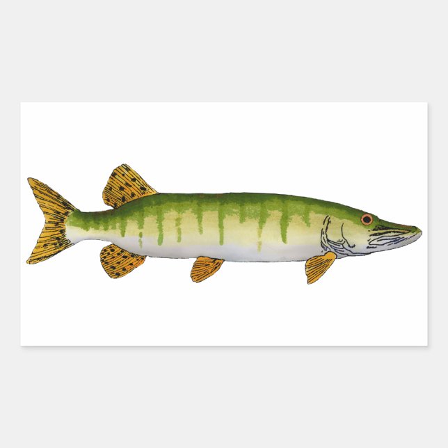 Adesivo Retangular Muskellunge (Muskie) (Frente)