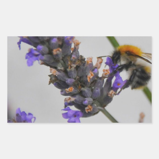 Adesivo Retangular Natures WonMaravilha Workers (Frente)