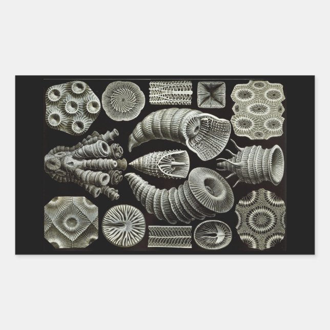 Adesivo Retangular Negativo Haeckel (Frente)