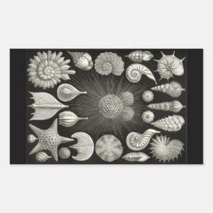 Adesivo Retangular Negativo Haeckel