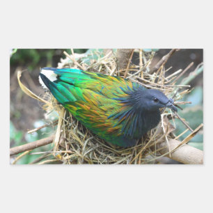 Adesivo Retangular Nicobar Pigeon no Nest