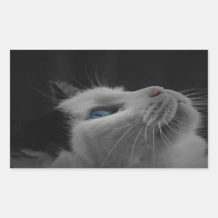 Adesivo Retangular Noite estrelada céu preto e branco gato com olhos