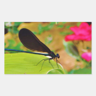 Adesivo Retangular O Damselfly e aumentou