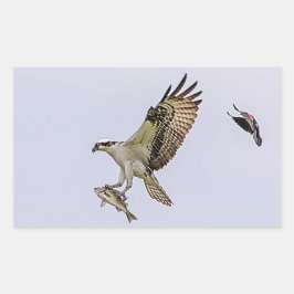 Adesivo Retangular O Osprey que está sendo perseguido por um vermelho