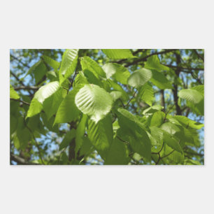 Adesivo Retangular O vidoeiro do primavera sae da árvore verde