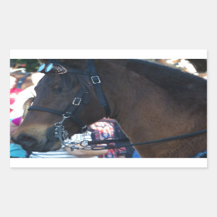 Adesivo Retangular Óculos de visto do Cavalo Árabe Castanho Escuro