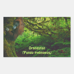 Adesivo Retangular Orangutan Bonito Jogando na Selva