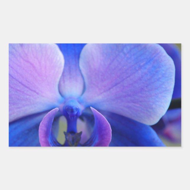 Adesivo Retangular Orquídea Azul e Rosa (Frente)