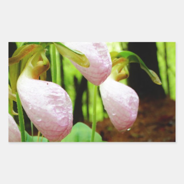 Adesivo Retangular Orquídea silvestre de Lady Slipper Rosa (Frente)