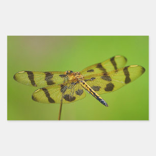 Adesivo Retangular Ouro Dragonfly Sticker