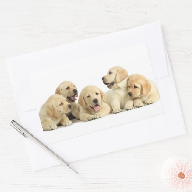Adesivo Retangular Ouro Labrador Puppy Pile (Envelope)