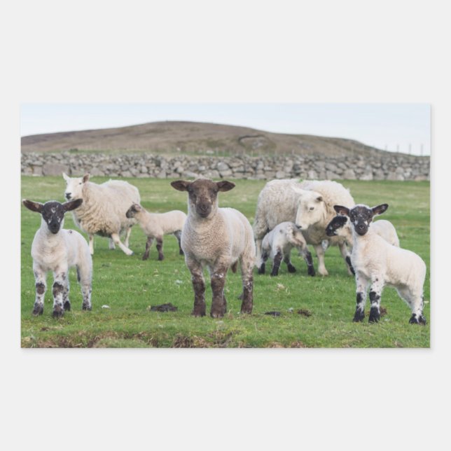 Adesivo Retangular Ovelha Shetland (Frente)