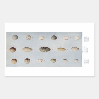 Adesivo Retangular Ovos de aves Placa B História Natural da Vintagem