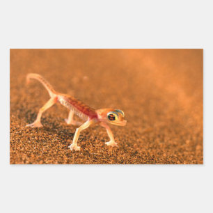 Adesivo Retangular Palmatogecko na duna de areia, Swakpomund, Erongo