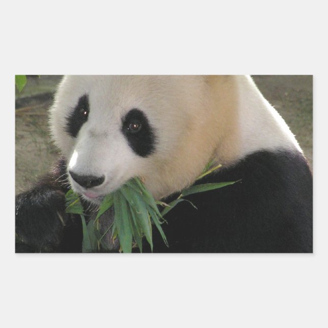 Adesivo Retangular Panda Bear Hugs (Frente)
