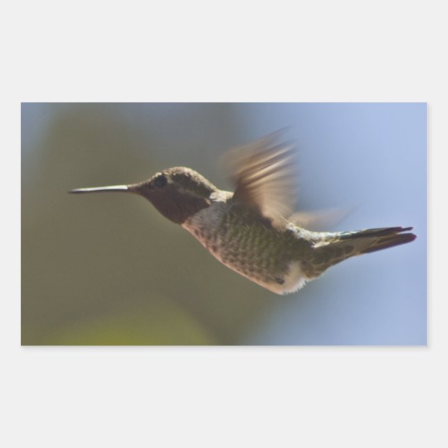 Adesivo Retangular Pássaro Hummingno Voo (Frente)