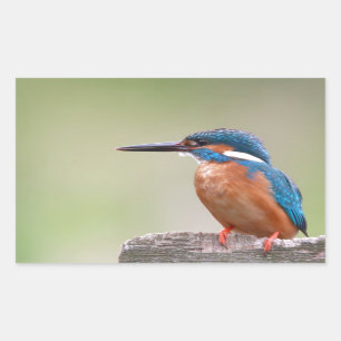 Adesivo Retangular Pássaro Kingfisher.