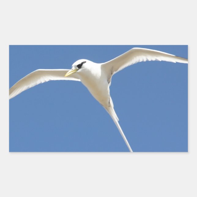 Adesivo Retangular Pássaro Palha em Rabo Maurícia (Frente)