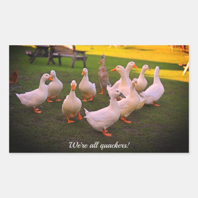 Adesivo Retangular Patos no Parque Engraçado Somos todos Quackers (Frente)