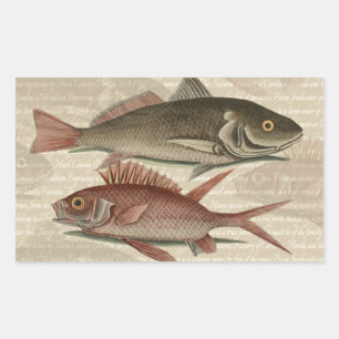 Adesivo Retangular Peixe Perca Vermelha Arte de Pescador