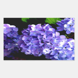 Adesivo Retangular Periwinkle Hydrangeas