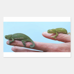 Adesivo Retangular Perspectiva dos Bebês Camaleões