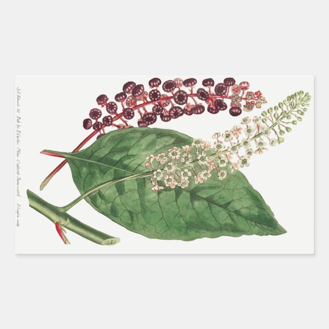 Adesivo Retangular Phytolacca Decandra (American Pokeweed) (1806) (Frente)