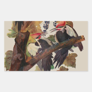 Adesivo Retangular Pica-Pau-Grande de John James Audubon Impressão de