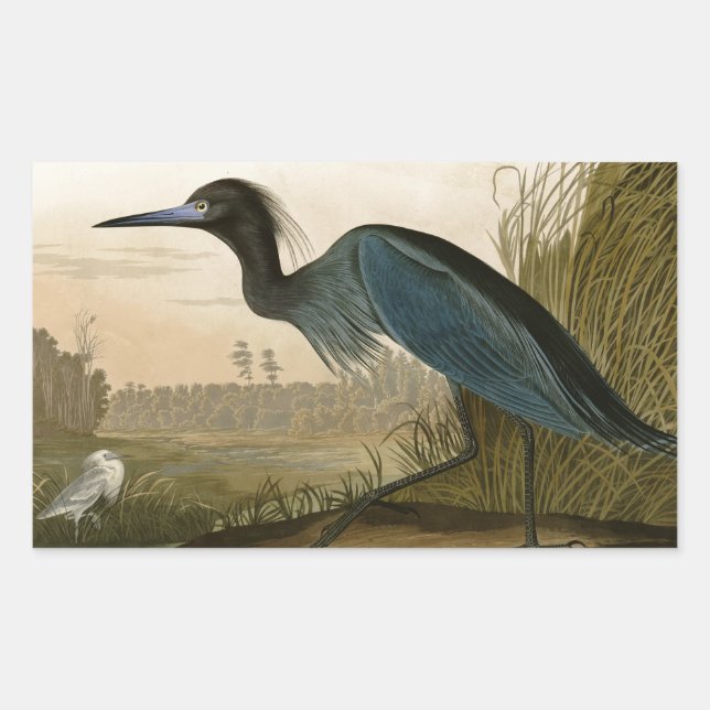 Adesivo Retangular Pintura de Heron Audubon com Crane Azul (Frente)