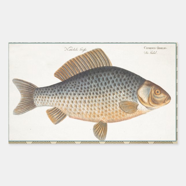 Adesivo Retangular pintura de pesca de peixe carpa desenho de água do (Frente)