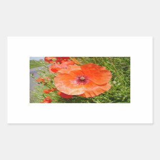 Adesivo Retangular Poppies - Coquelicots