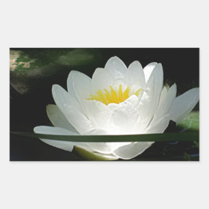 Adesivo Retangular Presentes da flor de Lotus