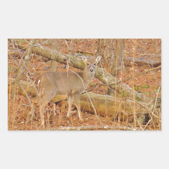 Adesivo Retangular Primeiro inverno do Baby Deer (Frente)