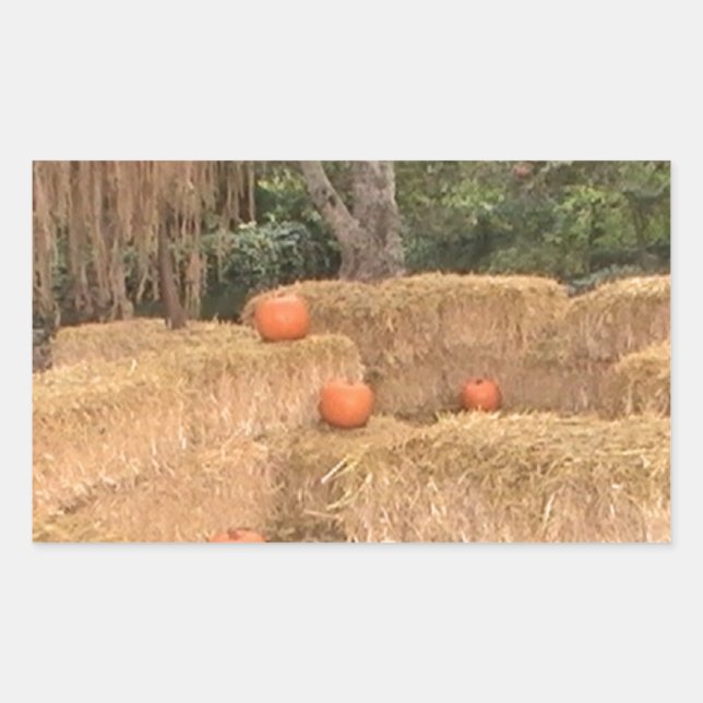 Adesivo Retangular Pumpkins e feno (Frente)