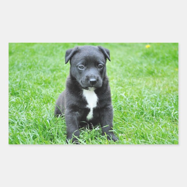 Adesivo Retangular Puppy (Frente)