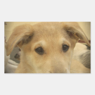 Adesivo Retangular Puppy Love: Melhor Amigo do Homem