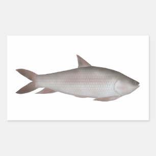 Adesivo Retangular Reba Carp