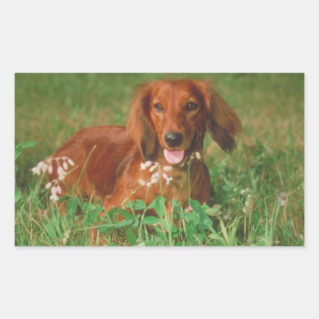 Adesivo Retangular Red Long Haired Dachshund (Frente)