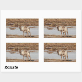 Adesivo Retangular Reindeer Nature Photo