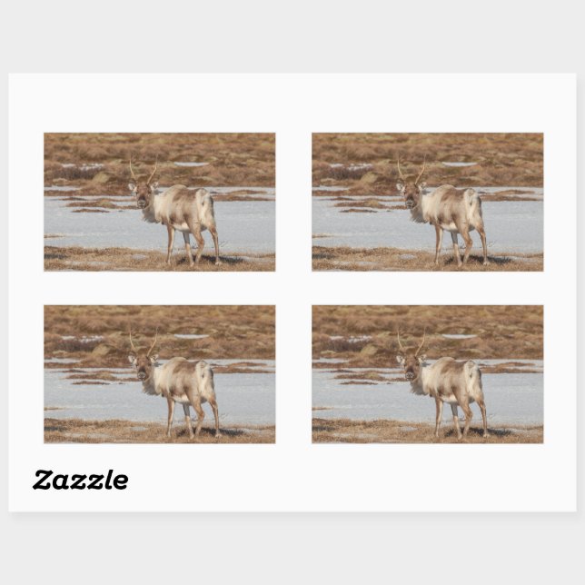 Adesivo Retangular Reindeer Nature Photo (Folha)