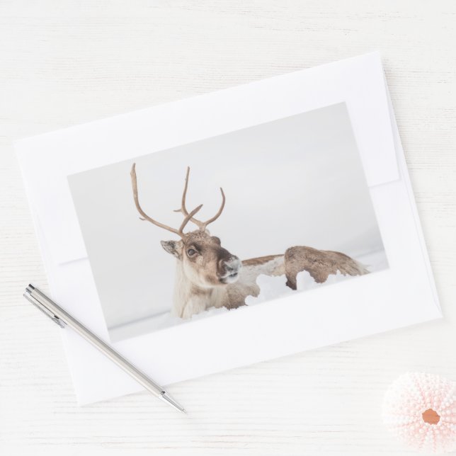 Adesivo Retangular Reindeer Nature Photo (Envelope)