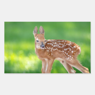Adesivo Retangular Retrato de uma Fawn recém-nascida (veado de cauda