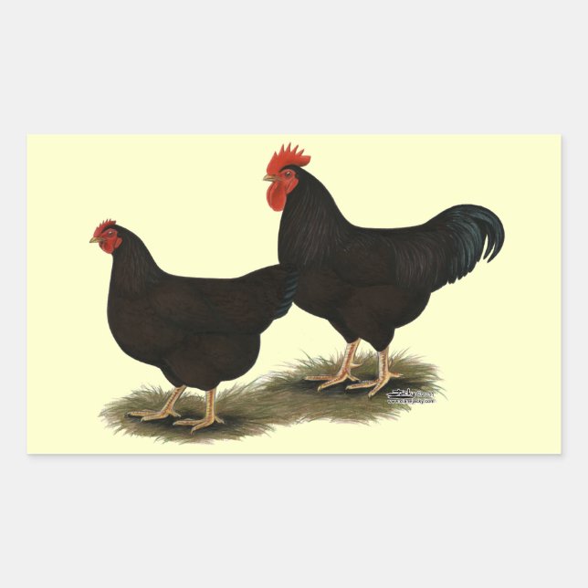 Adesivo Retangular Rhode Island Red Bantams (Frente)