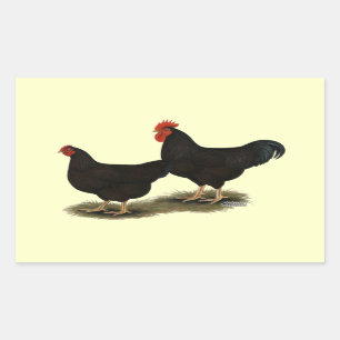 Adesivo Retangular Rhode Island Red Bantams
