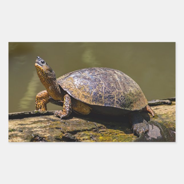 Adesivo Retangular Rio Turtle em Tortuguero - Costa Rica (Frente)