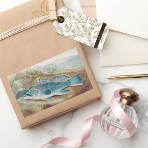 Adesivo Retangular Robalo por S.A. Kilbourne, Peixe Antigo