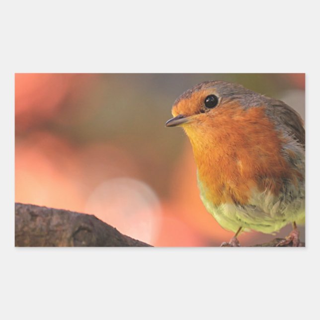 Adesivo Retangular Robin em um galho (Frente)